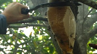 Dan Snow collects honey - Seven Wonders of the Commonwealth: Preview - BBC One