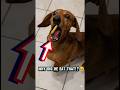Bro Why Did These Dogs Just Lose It After One Bite?😂#dogbarkingsounds #petlover #funny
