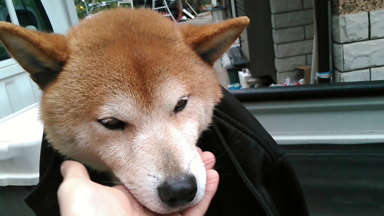 ZARA MAN? ZARA DOG? ZARA SHIBADOG? YouTube