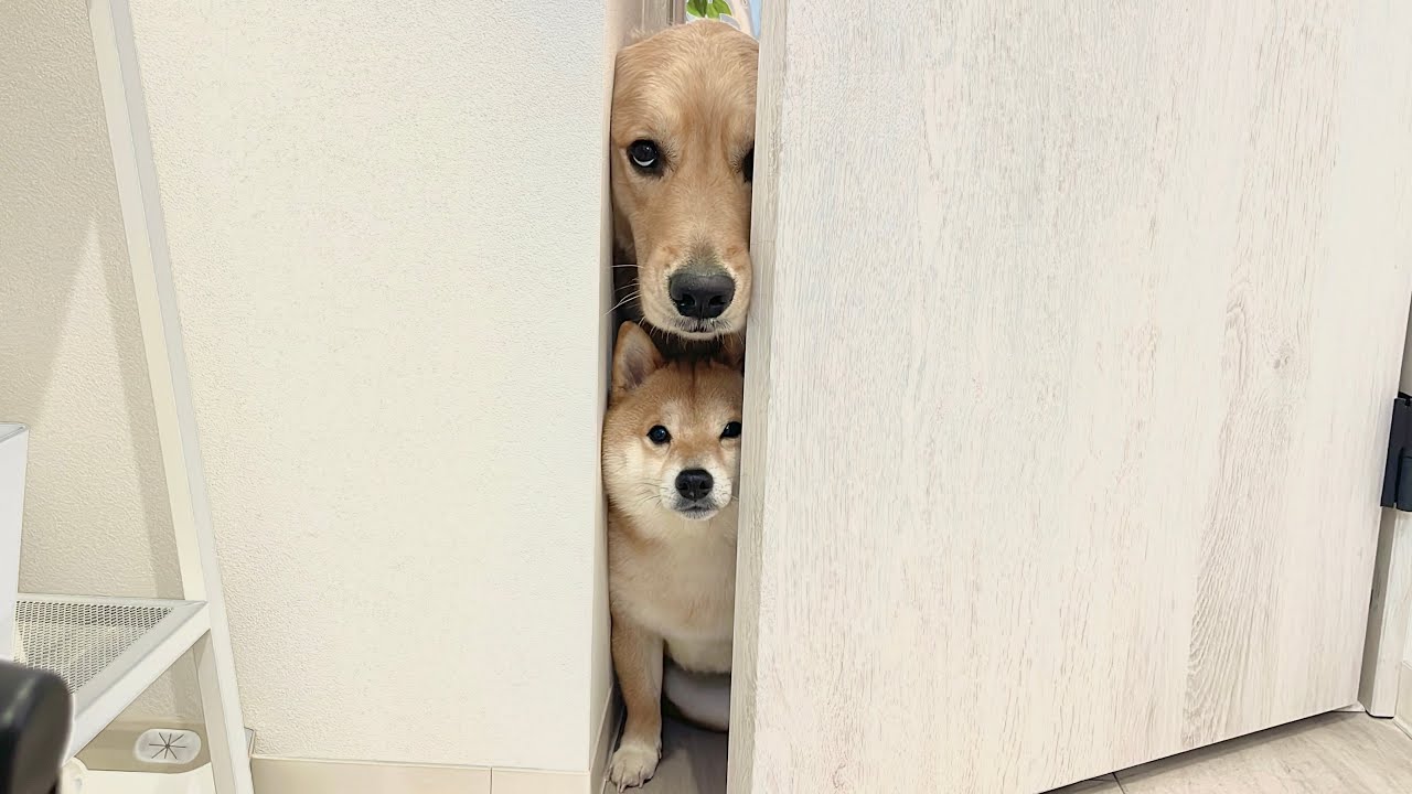 ママの支度が終わったかどうかドアを開けて確認しにくる豆柴と