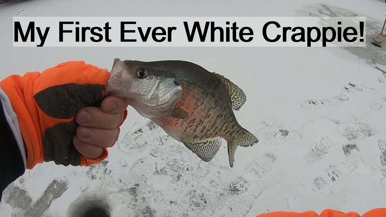 Catching a New Species Through Early Ice [Wisconsin Ice Fishing] YouTube