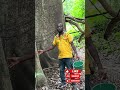 They are sacred?! 🐒 Ghana’s Tafi Atome monkeys sanctuary #tafiatome #ghanatourism #monkeys #africa