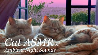 🐾 Relaxing Cat Purring ASMR | Ambient Night Sounds for Deep Sleep and Stress Relief 🌙