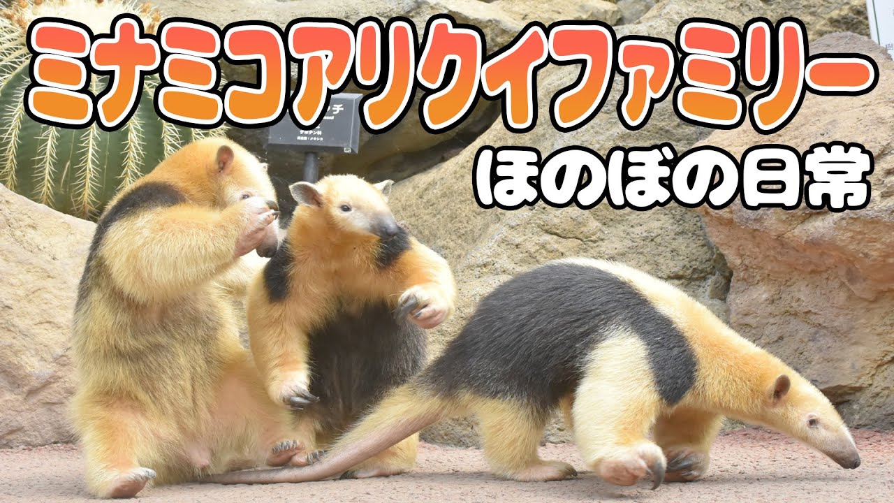 可愛すぎる癒しのミナミコアリクイファミリー❤