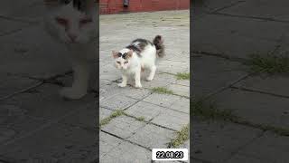 Котик больной бедняжка #украина #киев