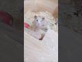 キンクマ ウサギみたいなハムスターがかわいい一日 キンクマ ウサギみたいなハムスターがかわいい一日