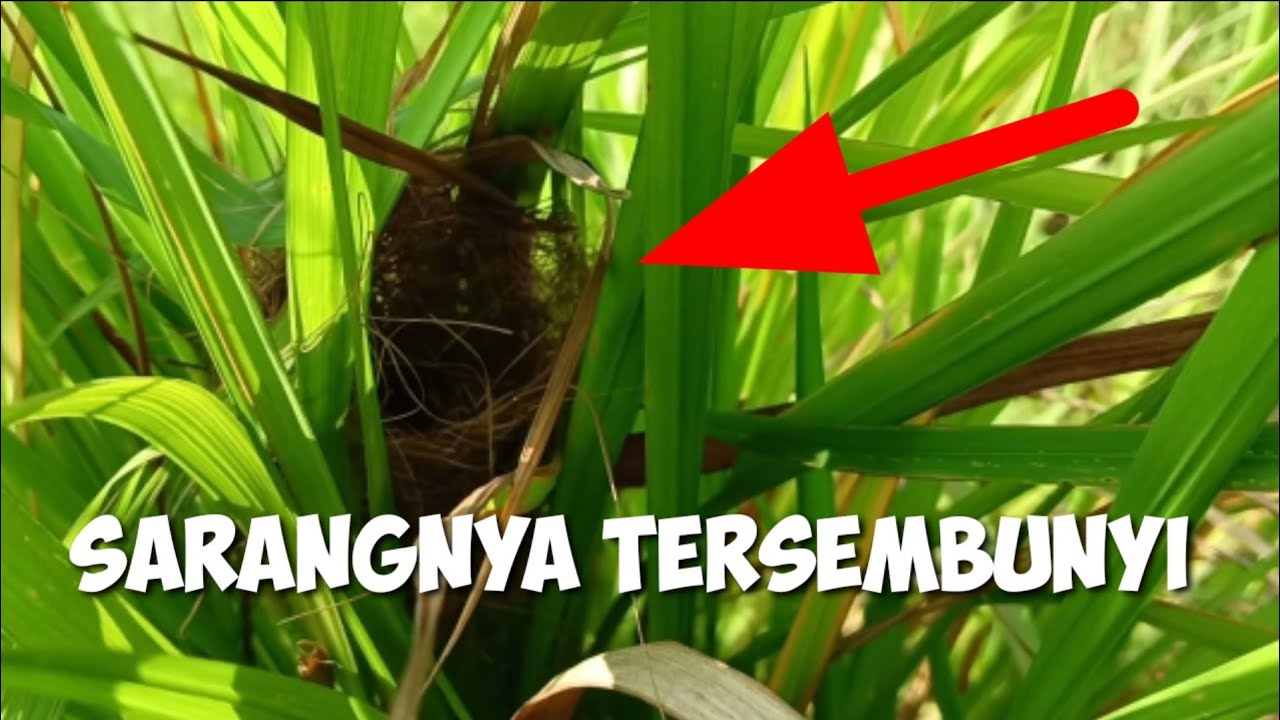 mencari-sarang-burung-sarangnya-tersembunyi-youtube