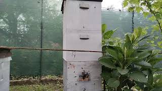 Метод Лонина реальность и планы#пасека#пчёлы