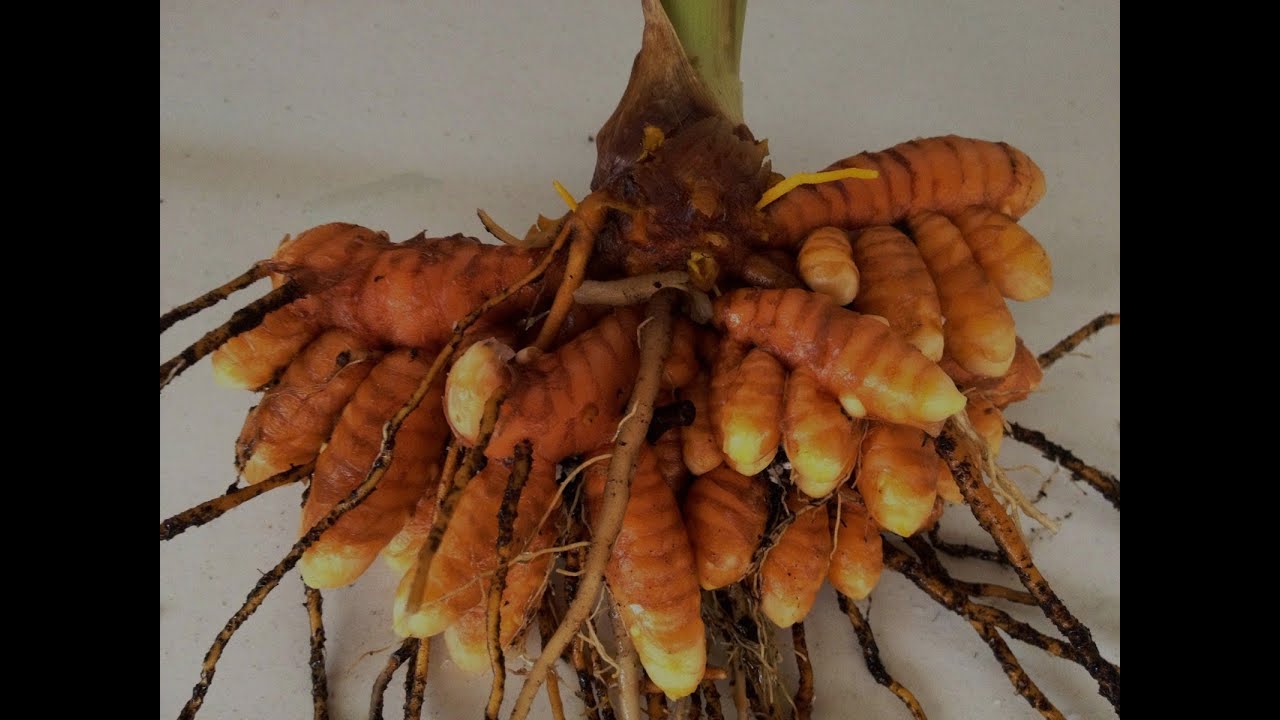 Curcuma planta y flor