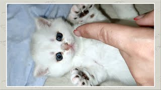 How silver chinchilla kittens play and develop | Kitties are having a blast by Happy kittens – Alfa Assoluto 757 views 5 months ago 1 minute, 6 seconds