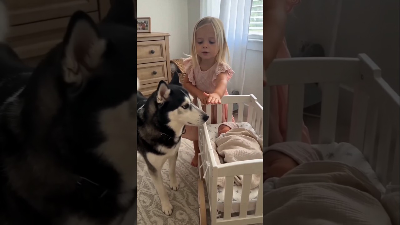 You Won’t Believe How These Babies and Dogs React to Each Other 😍😍