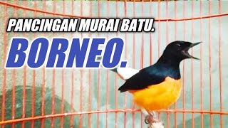 NEW BORNEO GACOR FULL NGOTOT NEMB4K ISIAN // BIKIN MURAI LAIN JADI EMOSI