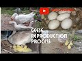 Geese reproduction process