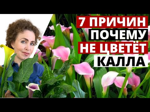 КАЛЛА не цветёт. Почему не цветет Калла в домашних условиях.