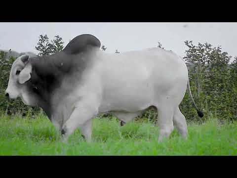 LOTE 80 - QUADRUPLO, Touro Nelore à venda no 12º LEILÃO PRIMAVERA GENÉTICA ADITIVIA