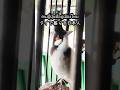🇹🇭美しい鳴き声を持つタイの小鳥【タオ島】