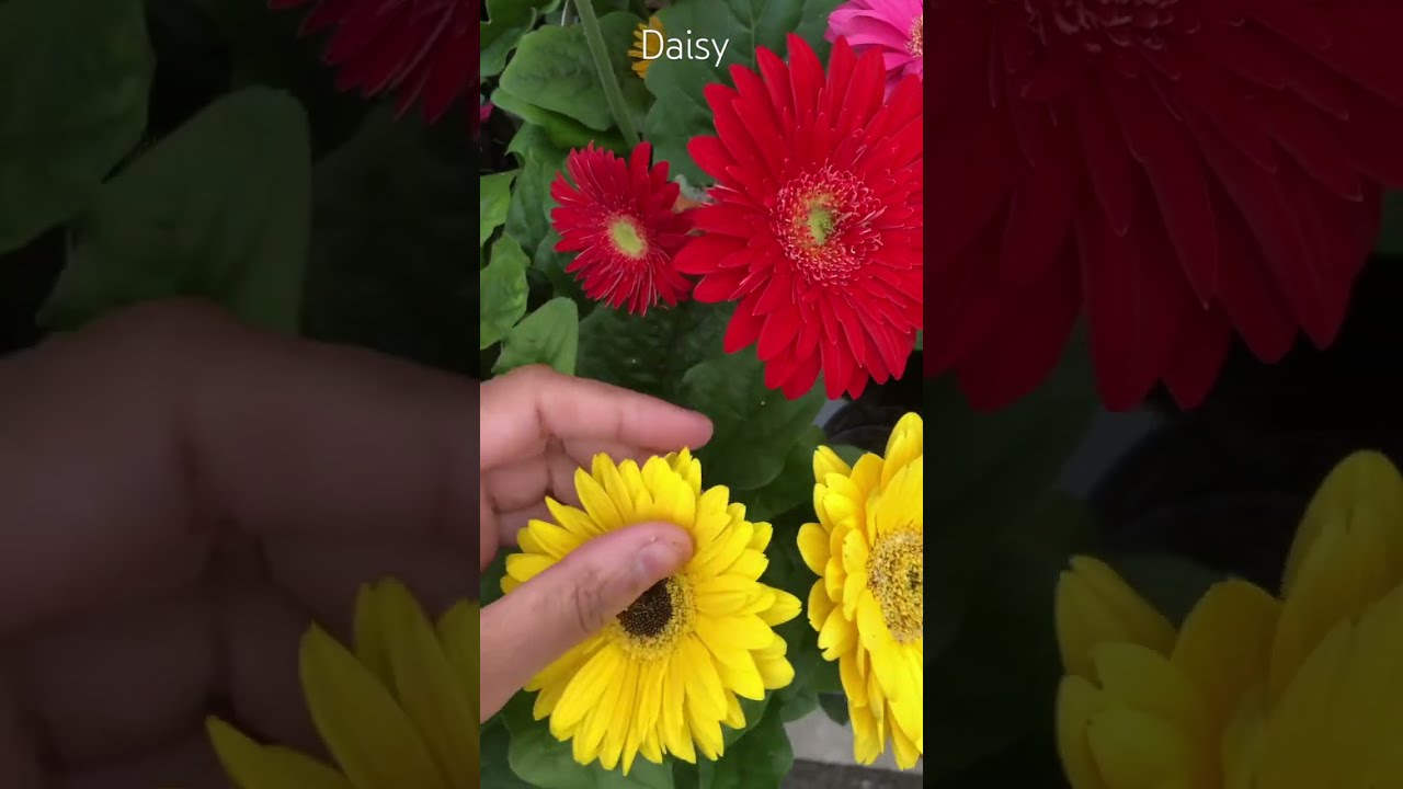 Gerbera Daisies Of All Colours Shorts Youtubeshorts Daisy Summer Garden Asmr
