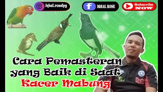 Cara Pemasteranyang Baik di Saat Kacer Mabung