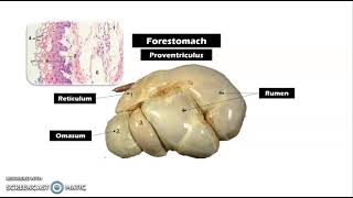 The Anatomy of a Ruminant Stomach