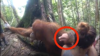 Wisatawan Disandera Orangutan. Ia Berusaha Tenang, Tetapi...