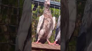 #teddypigeons #pigeon #birds #highflyers #fypシ #viral #trending #ytshorts #kabootar #pigeonlaver #yt