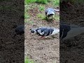 Graceful Pigeons #3,875 #shorts #pigeon #bird #birds #peaceful #youtubeshorts #kabutar #shortvideo