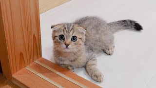 The kitten was so cute showing off how tired she was from running around. by Lulu the Cat 10,857 views 10 days ago 8 minutes, 5 seconds