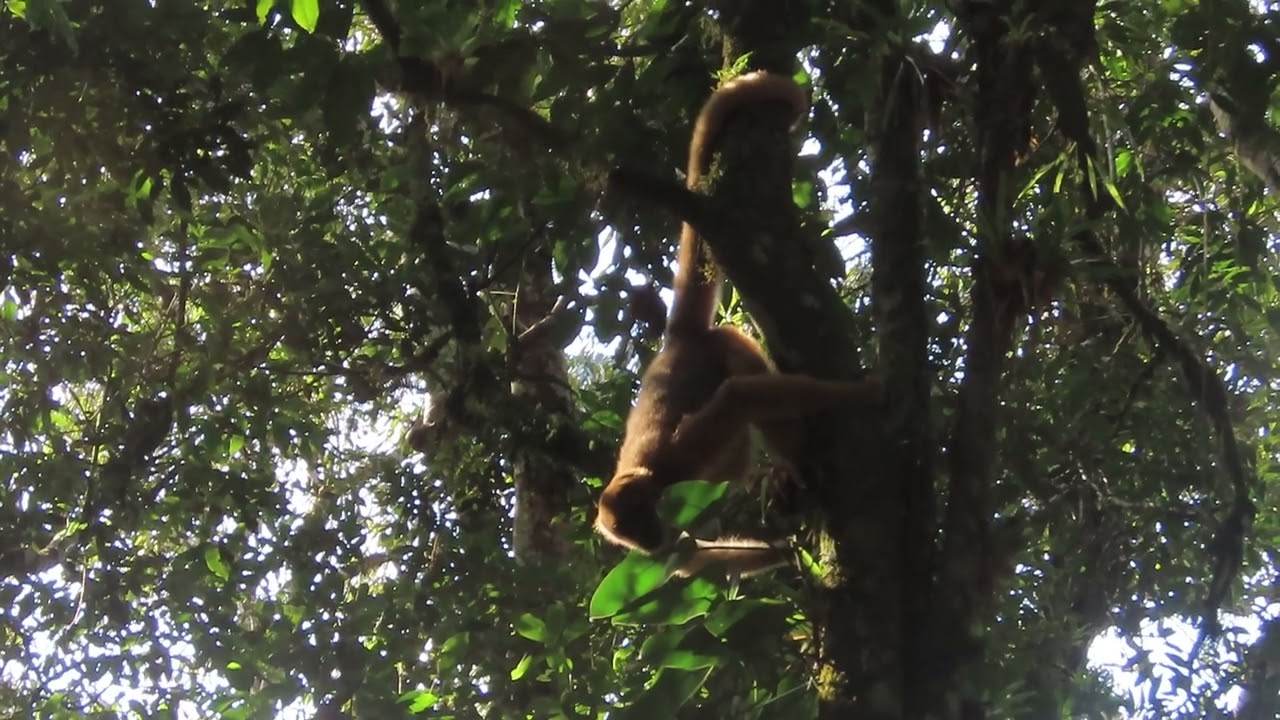 A exuberante mata atlântica Nº9 Muriqui-do-sul(Brachyteles arachnoides).