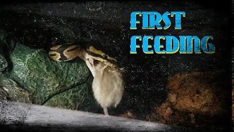African Dinker Ball python