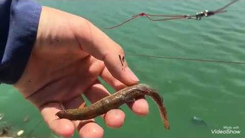 Câu cá sộp bằng mồi chạch sống được hugo