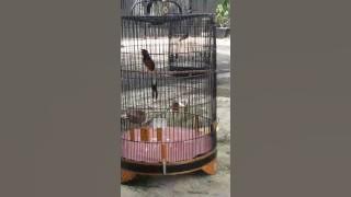 Tes murai batu aceh tangse