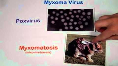 MB354 Co-Evolution of Host and Pathogen: Myxoma virus and European Rabbits in Australia