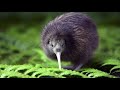 Le kiwi, le plus célèbre oiseau de Nouvelle-Zélande: ( documentaire animalier).