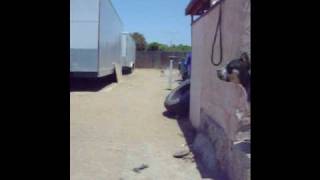 Pitbull Animal Mocha Bossy