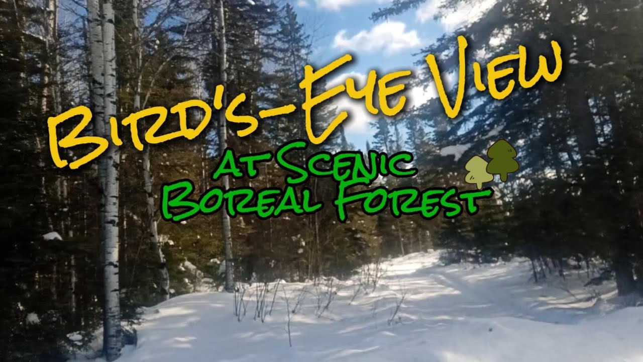Stunning bird's-eye view of winter scenic in Boreal Forest
