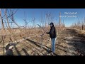 Cherry Pruning - Training Systems (KGB, UFO, Tall Spindle)