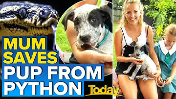 Aussie mum wrestles python to free puppy | Today Show Australia