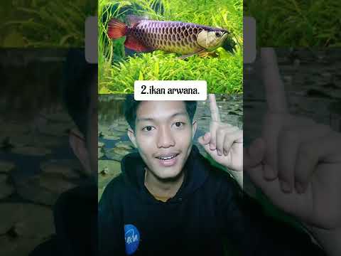 Video: Aquarium LED Review: Finnex Tanam + 24/7