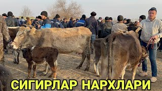 11 февраля 2024 г АНДИЖОН МАРХАМАТ МОЛ БОЗОРИ СИГИРЛАР НАРХЛАРИ ANDIJON MARXAMAT MOL BOZORI NARXLARI