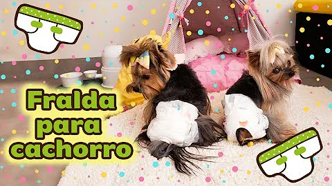 Pode usar fralda de bebê em cachorro?