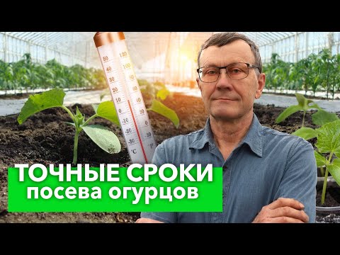 КОГДА ПОСЕЯТЬ ОГУРЦЫ НА РАССАДУ? Точные сроки посева для любого региона