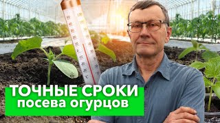 КОГДА ПОСЕЯТЬ ОГУРЦЫ НА РАССАДУ? Точные сроки посева для любого региона