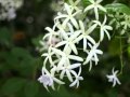 宇治市植物園 の動画、YouTube動画。