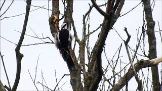 Ďateľ veľký, Dendrocopos major,  Great Spotted Woodpecker