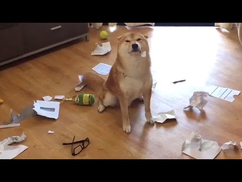 Guilty Shiba Inu