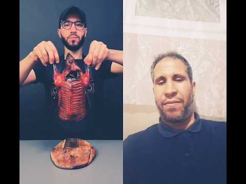 Funny Duet البط البلدي اكسبلور تغريد حسون Birds طيور Chardonneret 1 دويتو