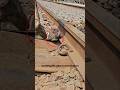 Installing ERC clips on steel sleepers | #sorts #safety #sleeper #railwaywork
