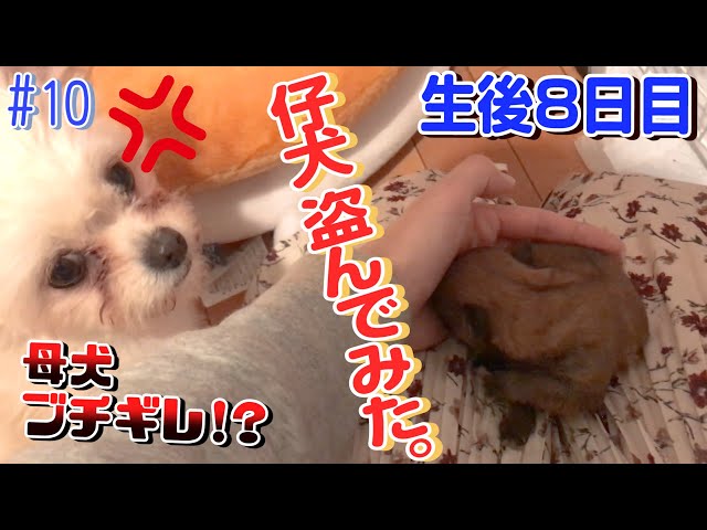 犬様お引き合い分です。 生後8日目】母犬から仔犬盗んでみた。【ミックス犬】 - YouTube