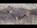 Hunting trophy cape eland in the kalahari