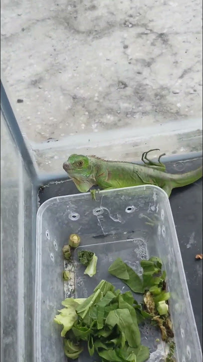 Tail is Self Defense for Iguana #iguanakeepers #animalattacks #iguanaalbino